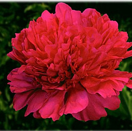 Пион молочноцветковый 'Ренато' (красный светлый)