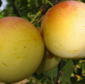 Слива 'Ренклод ранний'