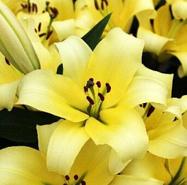 Лилия 'Фомова' (желтая)