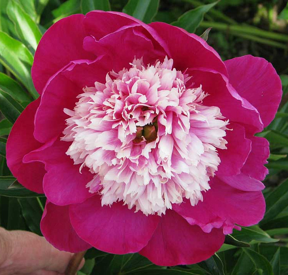 Пион молочноцветковый 'Уайт Кэп' (розовый с белым анемоноцветный)