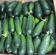 Огурец 'Мадрилене'