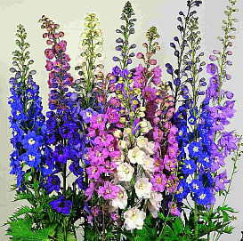 Дельфиниум (живокость) 'Бенари Пасифик'