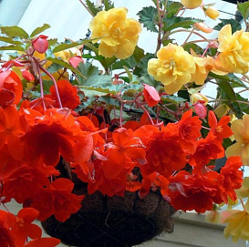 Бегония ампельная (махровая) кашпо