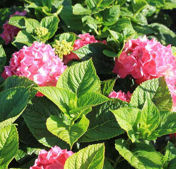 Гортензия крупнолистная 'Дива Фиоре' 