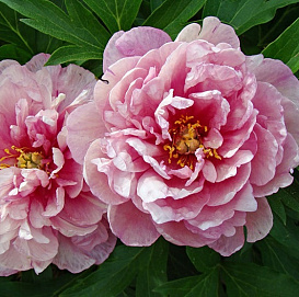 Пион Ито-гибрид 'Пинк Дабл Денди' (розовый светлый)