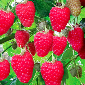 Малина 'Красное облако'