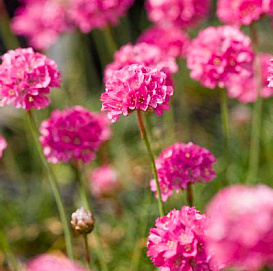 Армерия приморская 'Армада Роуз'