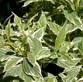 Дерен отпрысковый 'Вайт Голд'