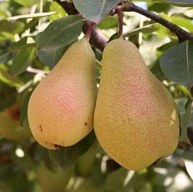 Груша 'Лесная красавица'