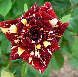 Роза 'Абракадабра' (чайно-гибридная)