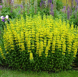 Вербейник точечный (желтый)