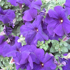 Петуния (сурфиния) гибридная 'Дримc Миднайт' (синяя)