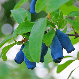 Жимолость съедобная 'Ольга'
