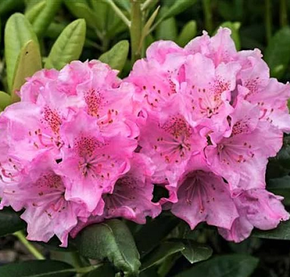 Рододендрон гибридный 'Хельсинки университи' (розовый)