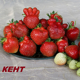 Земляника (клубника) 'Кент'
