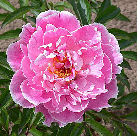 Пион молочноцветковый 'Мадам Жюль Дессер' (розовый)