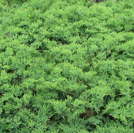 Можжевельник даурский 'Ленинград'