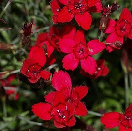 Гвоздика травянка 'Конфетти Дип Рэд' (красный)