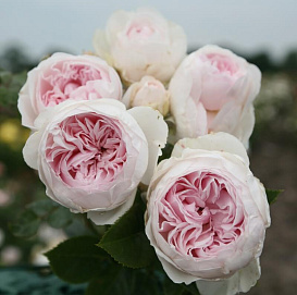 Роза 'Герцогиня Кристиана' (флорибунда) (кремово-нежно-розовые)