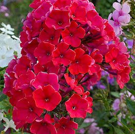 Флокс метельчатый 'Старфайер'