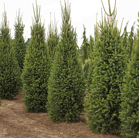 Ель обыкновенная Купрессина (Cupressina)