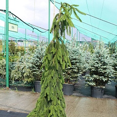 Ель обыкновенная 'Инверса'