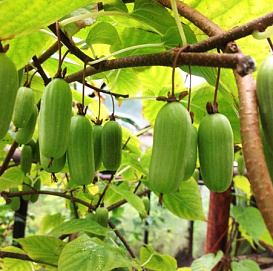 Актинидия Аргута 'Граненная' (жен)