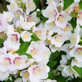 Чубушник 'Бель Этуаль'