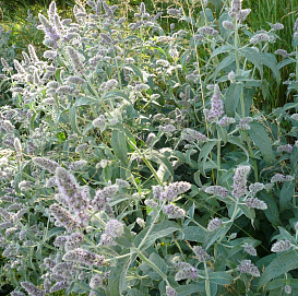 Мята душистая 'Сильвер'