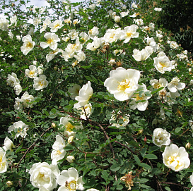 Роза бедренцеволистная