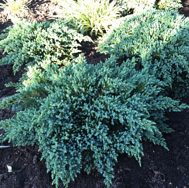 Можжевельник чешуйчатый 'Литтл Джоанна'