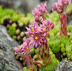 Молодило горное