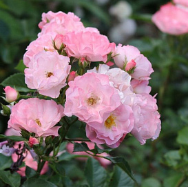 Роза 'Джекис Фаворит' (флорибунда)