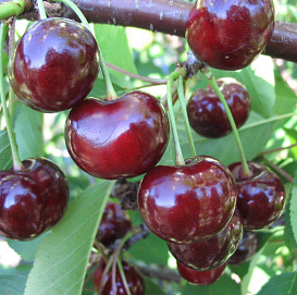 Вишня Чудо вишня