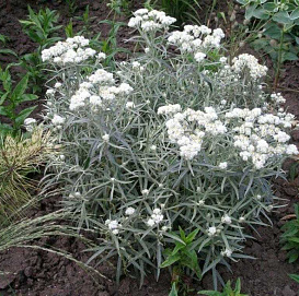 Анафалис жемчужный