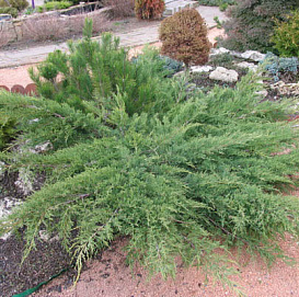 Можжевельник казацкий 'Там Но Блайт'