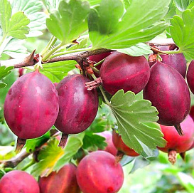 Крыжовник 'Красный крупный'