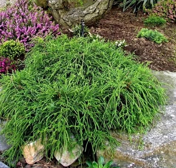 Кипарисовик горохоплодный 'Филифера Нана'