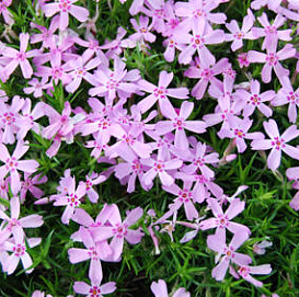 Флокс шиловидный 'Самсон'