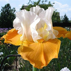 Ирис германский (бородатый) 'Пампкин Чизкейк' 