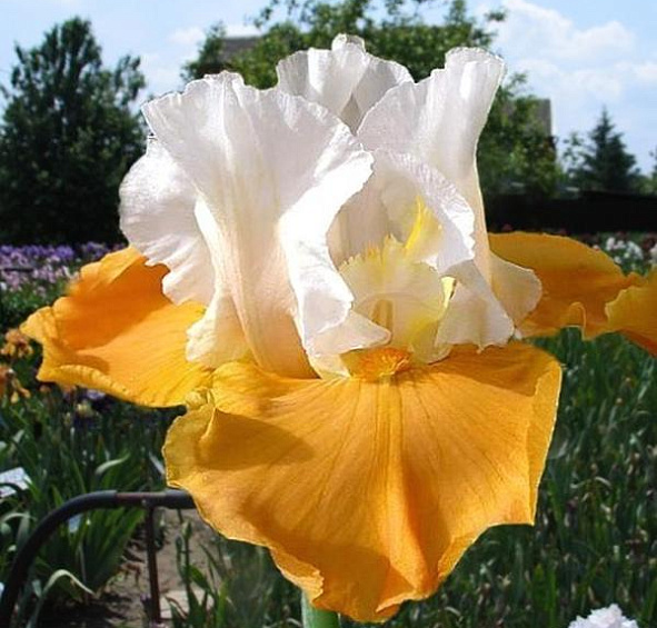 Ирис германский (бородатый) 'Пампкин Чизкейк' 