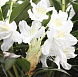 Фотоальбом Апрель в садовом центре (2012 г) Цветы рододендрона "Каннингем Уайт"