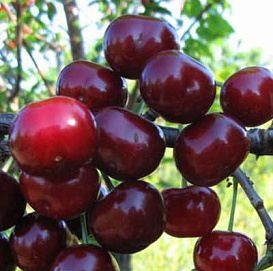 Дюк 'Ходоса' 