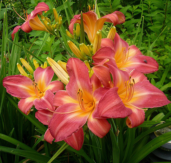 Лилейник гибридный 'Черри Чикс'