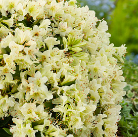 Рододендрон гибридный (азалия) 'Шемрок' (желто-лимонный)