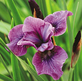 Ирис сибирский 'Темпер Тантрум'