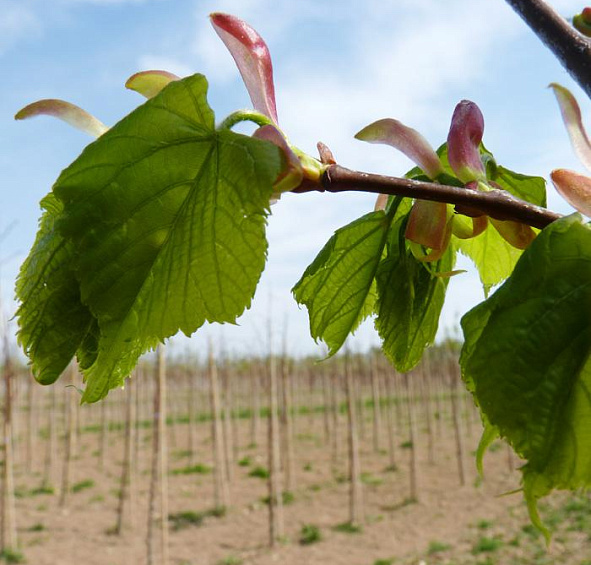 Липа мелколистная (сердцелистная) 'Гринспайер'