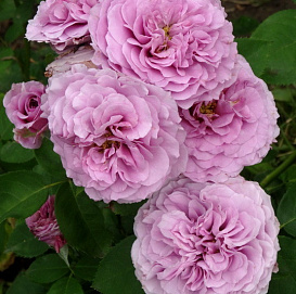 Роза миниатюрная 'Лавандер Айс' (розовая)