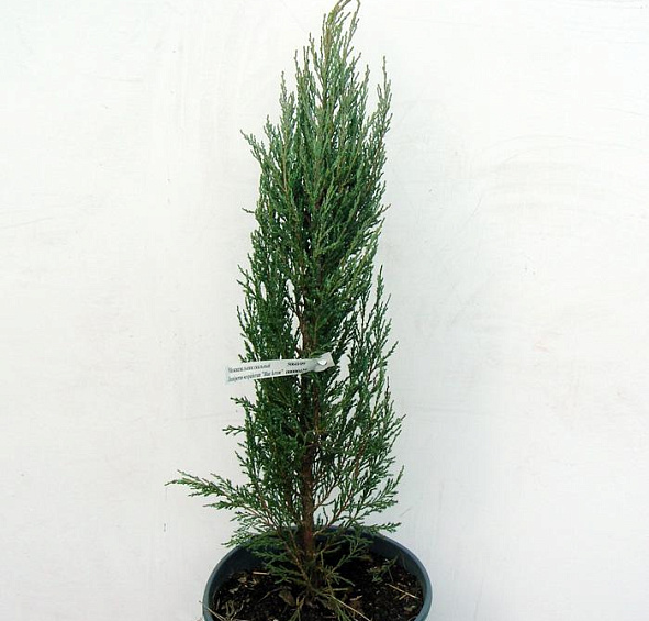 Можжевельник скальный 'Блу Арроу'