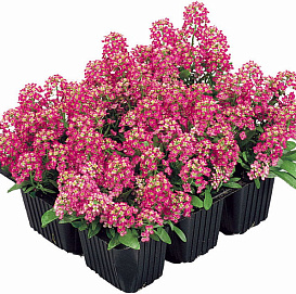 Алиссум морской (Лобулярия) 'Исте Боннет Дип Роуз'